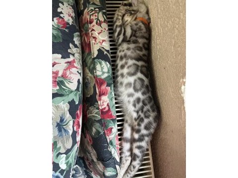 Elıte silver bengal kedisi yavruları ozyfelines