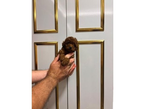 Red poodle yavrular