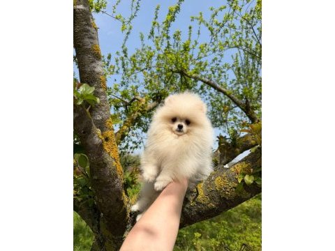 Dünyalar güzeli pomeranian yavrumuz yeni yuvasını bekliyor