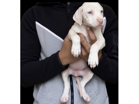 Albino doberman türkiyenin en seçkin köpekleri