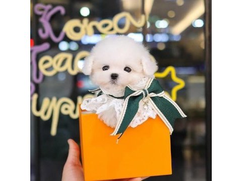 Maltese terrier kore kan saf ırk yavrularımız