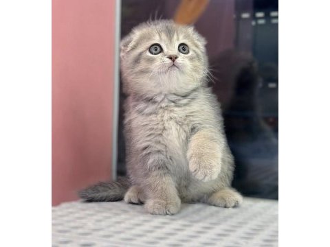 Güzeller güzeli scottish fold yavrularımız 