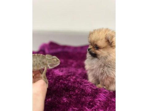 Irk garantılı teacup pomeranian