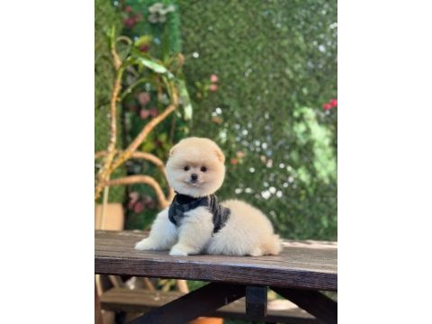 Üst kalite pomeranian boo