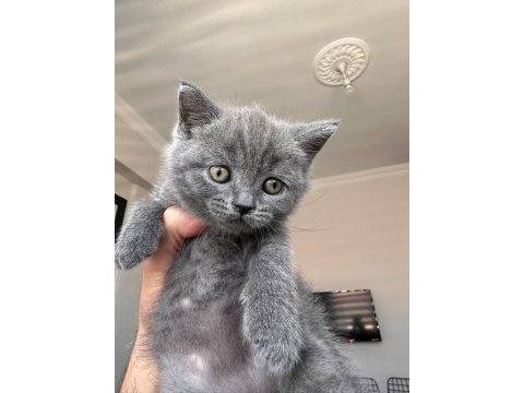 British shorthair 2 erkek ve 1 dişi yavru a kalite