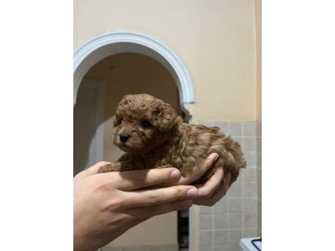 2 dişi ve 2 erkek kırmızı kahve renk minyatür poodle