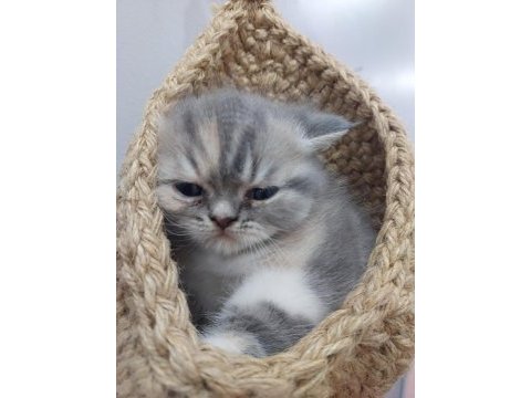 Exotic shorthair son yavru