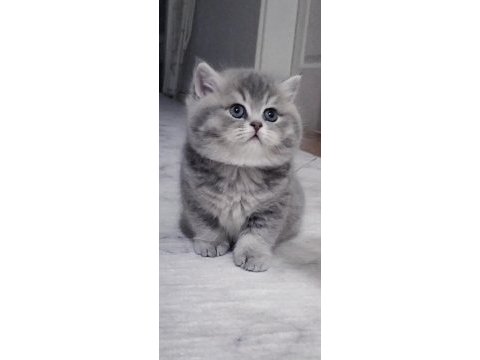 Safkan british longhair ve shorthair yavrularım
