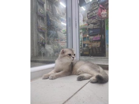 Şecereli anne baba ve yavru golden point scottish fold