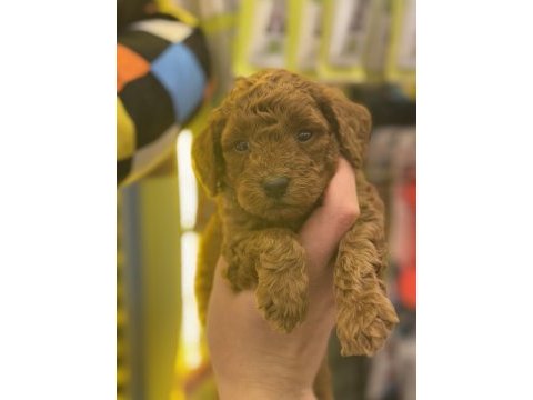7 yıllık tecrübemiz ile poodle yavrularımız sizlerle