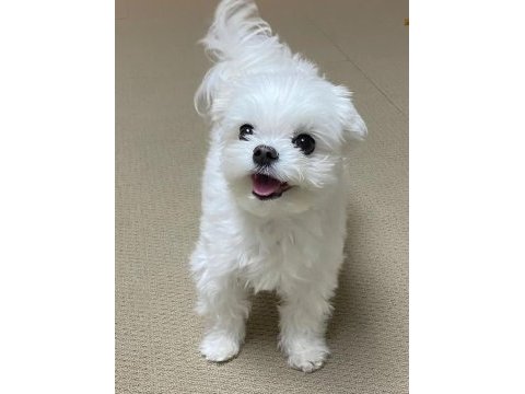 Maltese terrier a kalite