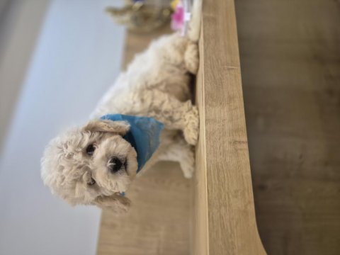 Toy poodle yavrum