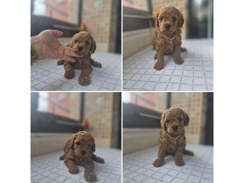 Tuvalet eğitimli aşıları tam dişi 2.5 yaş pomeranian