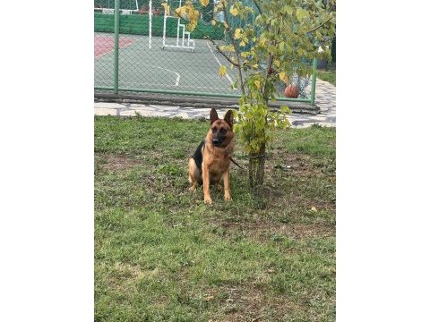 2 adet safkan alman coban kopegi kiside hamiledir