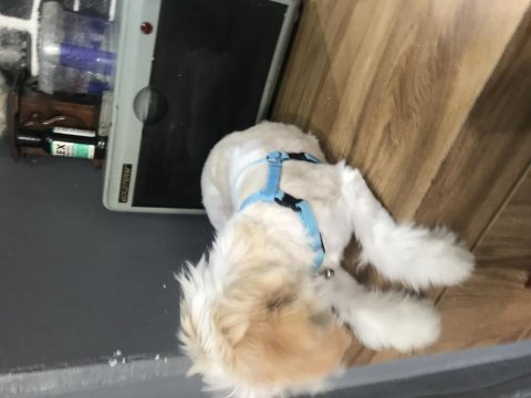 Maltese terrier 2 aylık