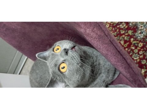 1.5 yaşında dişi kısır british shorthair