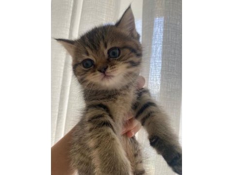 British golden shorthair/longhair erkek dişi