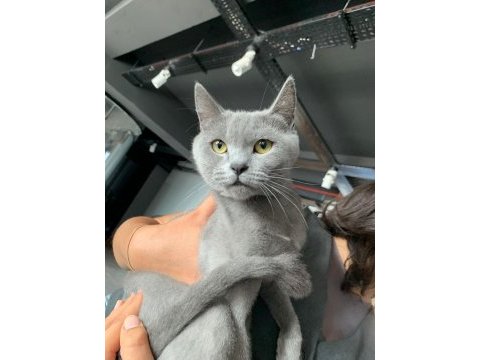 Uysal british shorthair balımıza yeni yuva