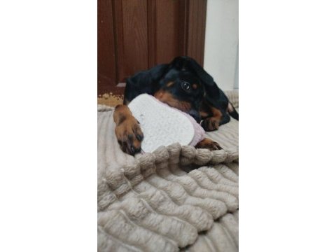 4 aylık erkek doberman