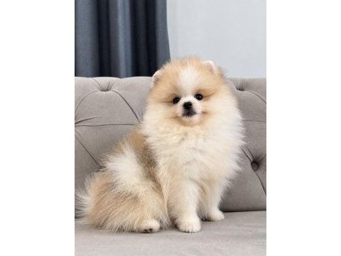 Erkek pomeranian boo party colour
