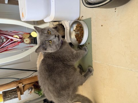 Ücretsiz british shorthair kedimiz