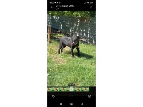 3 aylık cane corso