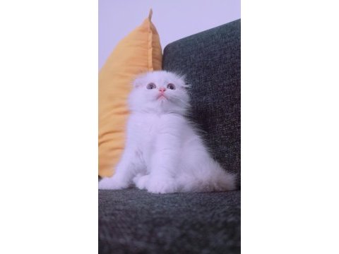 İstanbul içinde ulaşımını sağlıyorum british longhair