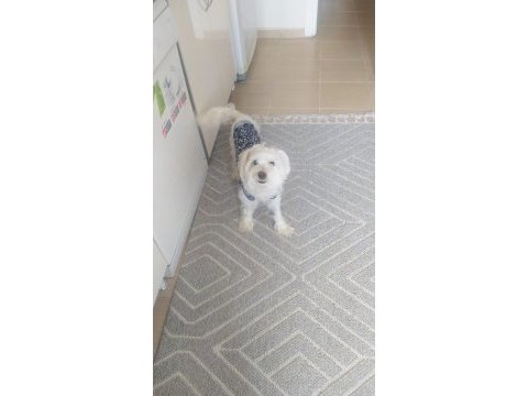 Maltese terrier köpeği