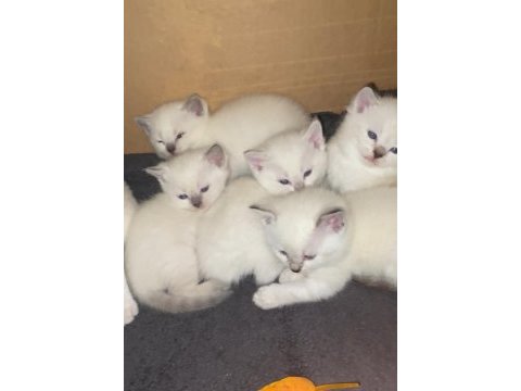 British shorthair blue point yavru