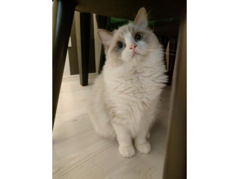 Şampiyon anne babanın şecereli ragdoll yavruları