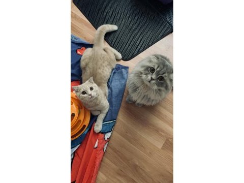 Çok yakışıklı ve uslu scottish longhair oğlumuz