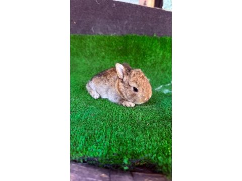 Safkan hollanda lop ve cüce tavşan yavrular