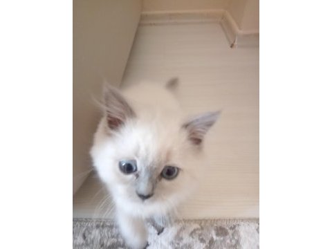 Uysal ve sevimli british shorthair