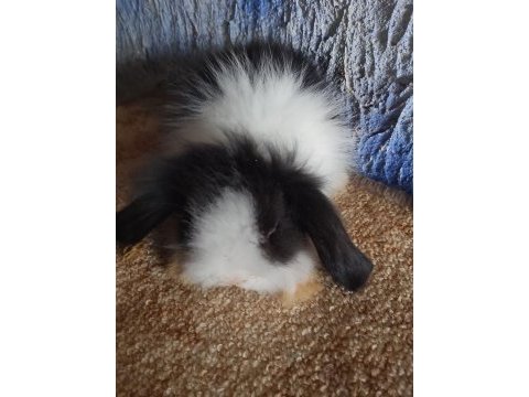 Teddy lop tavşan yavrular mavi göz