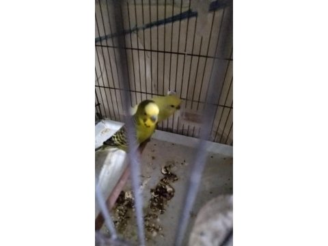 Takasa açık yumurtalı hazır muhabbet kuşu takımlar