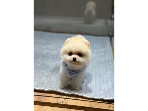 Orjinal pomeranian boo yavrumuz moi