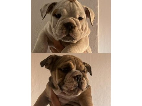 Tombik ingiliz bulldog bebeklerimiz