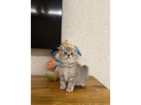 Irk ve sağlık garantili brıtısh shorthair yavrularım 