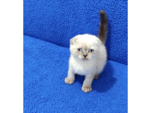 Scottish fold yavru teslime hazırdır