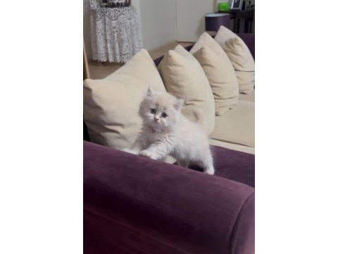 British longhair yavrularıma ömürlük yuva arıyorum