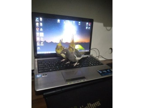 Sultan papağanı takımı pied grey