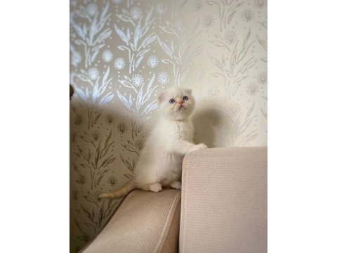 A kalite scottish fold erkek