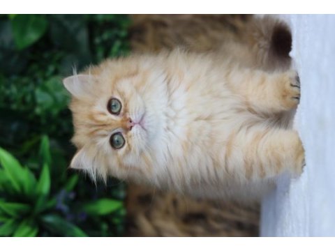 British longhair dişi kedimiz