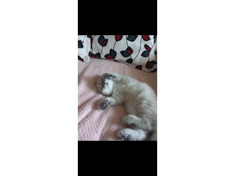 8 aylık dişi scottish fold aşıları tam