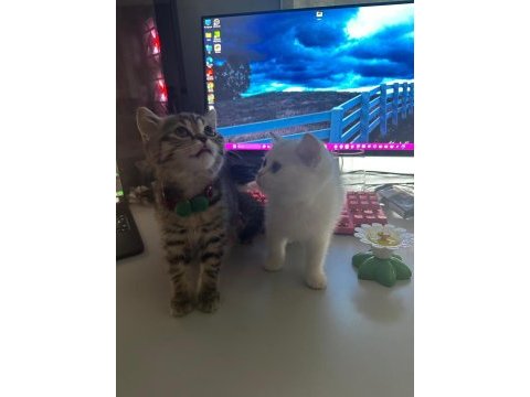 60 günlük ırk kediler sahiplendirilmeye hazır
