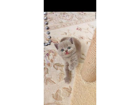 Gri lilac dişi erkek kediler