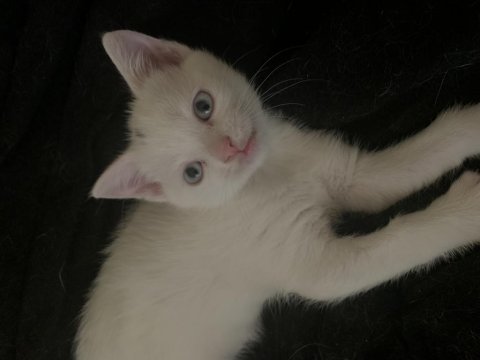 Oyuncu çocuklar kedilerimiz