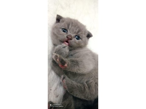 Yavru dişi uysal minik scottish fold