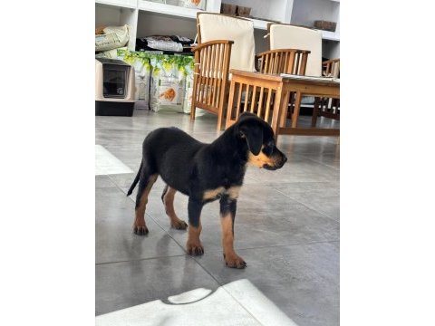 4 aylık dişi rottweiler aşıları tam