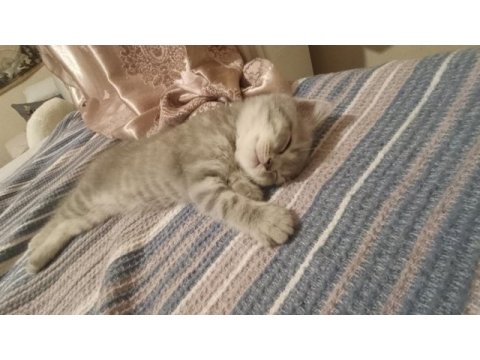 2 aylık yavru scottish fold erkek